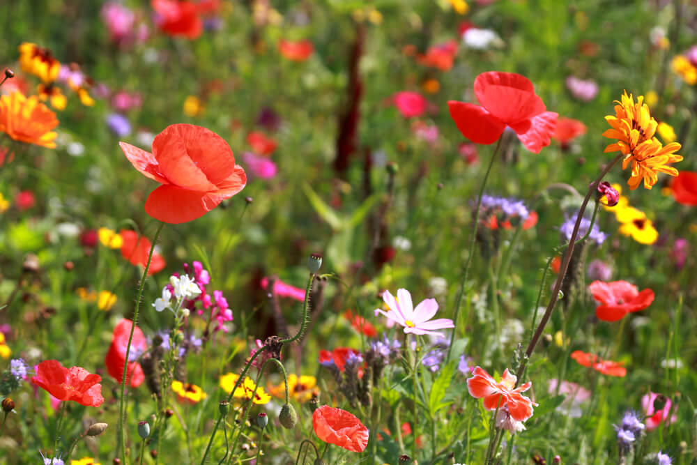 Wildblumen — Stockfoto