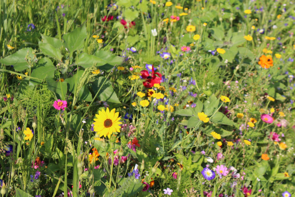 Greenfield einjährige Blühmischung Mössinger Sommer