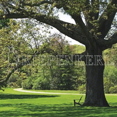 Produktbild des Kiepenkerl DSV RSM 7.1.1 Landschaftsrasen Standard mit einer grünen Rasenfläche und einem großen Baum im Hintergrund