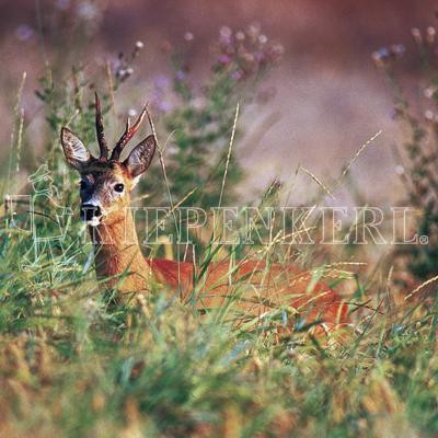 Kiepenkerl Wildschutzmischung WSM 3®