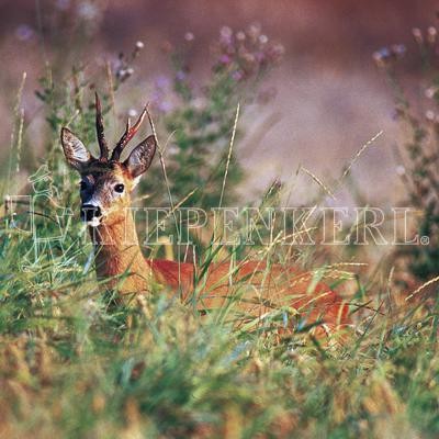 Produktbild von Kiepenkerl Wildschutzmischung WSM 3 mit einem Reh im hohen Gras und dem Kiepenkerl Logo.