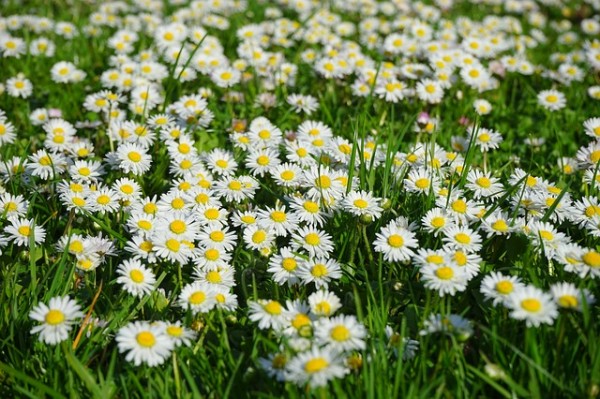 rosettenbildendes-unkraut