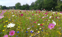 Kiepenkerl Ländliche Blütenwelle einjährige Blumensamen