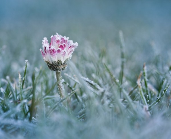 rasenpflege-nach-dem-winter