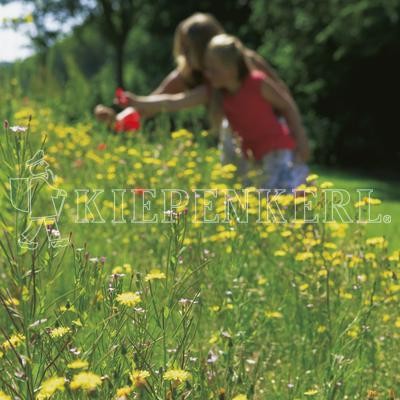 Produktbild von Kiepenkerl DSV RSM 7.2.2 Landschaftsrasen Trockenlagen mit Käutern zeigt eine blühende Wiese mit diversen Wildblumen und einer Person im Hintergrund die giesst.