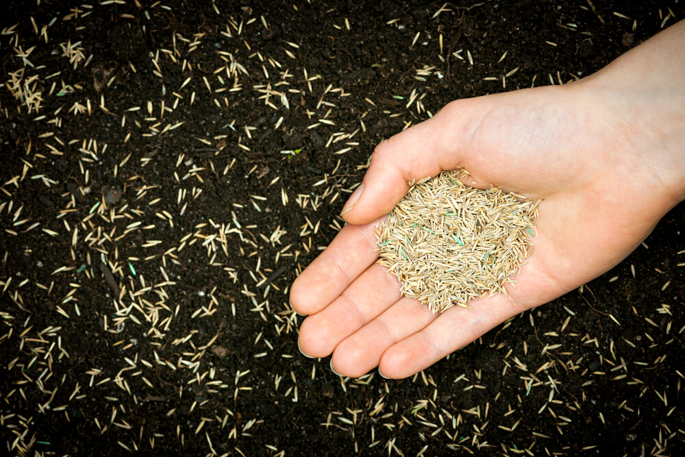 Hand hält Grassamen — Stockfoto