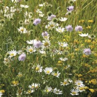 Rieger-Hofmann Blumenwiese 1 Kg