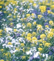 Produktbild von Kiepenkerl einjährige Bodenkur Vechtaer Analyse mit verschiedenen blühenden Pflanzen und dem Markennamen in der Bildmitte. Produktbild von Kiepenkerl einjährige Bodenkur Vechtaer Analyse mit verschiedenen blühenden Pflanzen und dem Markennamen in der Bildmitte.