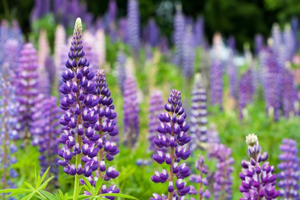 blaue-lupine-blumenwiese