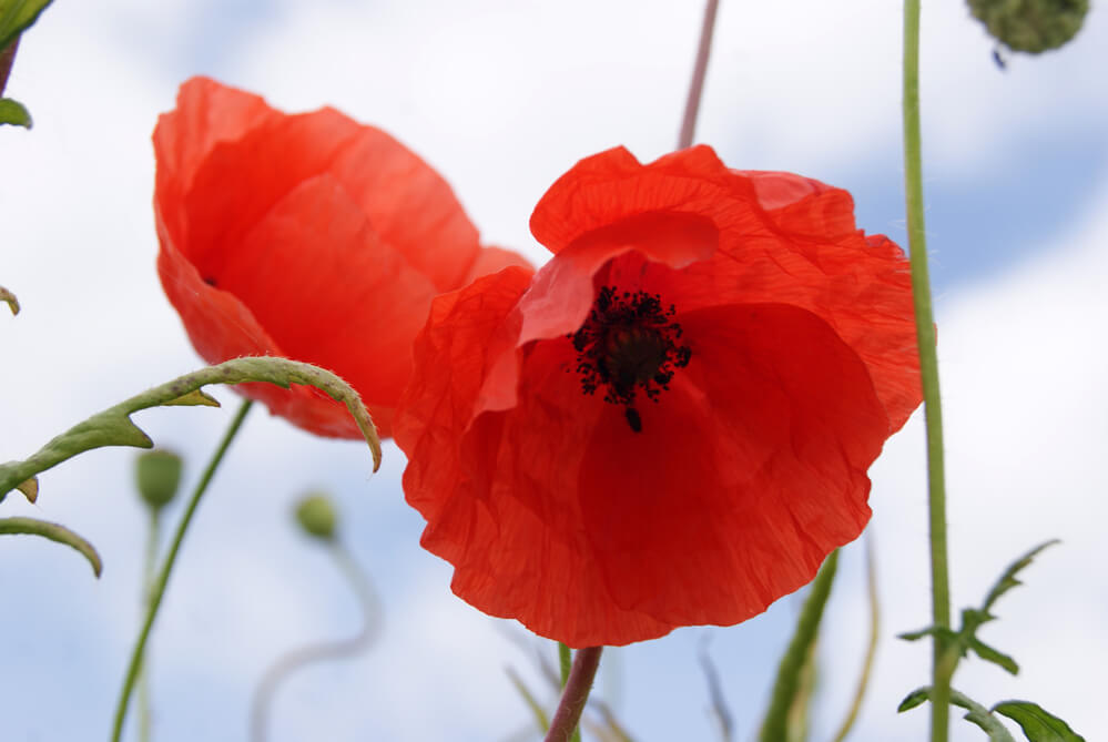 Mohn aus nächster Nähe — Stockfoto