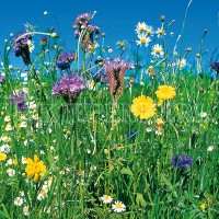 Produktbild von Kiepenkerl Reine Wildblumen-Mischung mehrjährig mit verschiedenen Blumen in einer Wiese und blauem Himmel im Hintergrund.