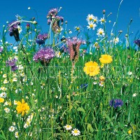 Kiepenkerl Reine Wildblumen-Mischung mehrjährig