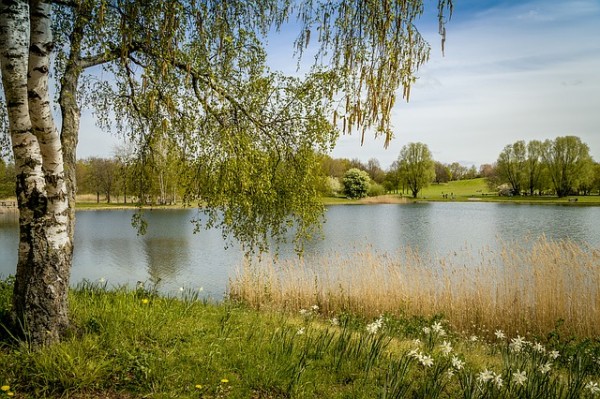 berliner-tiergarten-rasensamenmischung