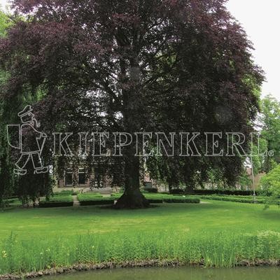 Produktbild von Kiepenkerl DSV RSM 7.3.1 Landschaftsrasen Feuchtlagen mit einer grünen Rasenfläche und einem großen Baum im Hintergrund.