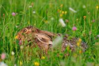 Kiepenkerl Hasenapotheke mit Klee und Kräutern Kiepenkerl Hasenapotheke mit Klee und Kräutern