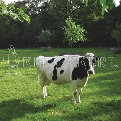 Produktbild von Kiepenkerl Weidemischung Standard G II mit Klee zeigt eine schwarz-weiße Kuh auf einer grünen Weide mit Bäumen im Hintergrund