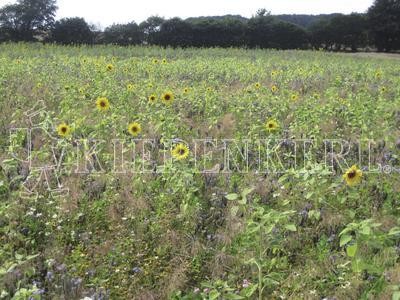 Produktbild einer Wildblumenmischung mit verschiedenen Pflanzen und blühenden Sonnenblumen, überlagert mit dem Wasserzeichen Kiepenkerl.