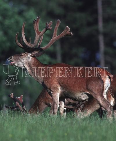 Produktbild von Kiepenkerl Wildwiese mit Klee und Kräutern zeigt eine illustrierte Packung mit Markenlogo und Produktinformationen.