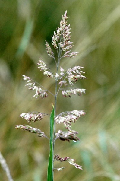 poa-pratensis-wiesen-rispengras