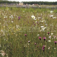 Rieger-Hofmann Magerrasen 1 Kilo Samen